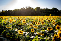 Sunflower Field - 9/5/19